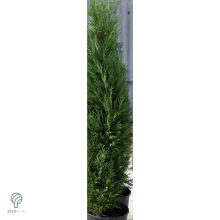 Pyramidalis oszlopos leyland ciprus konténerben