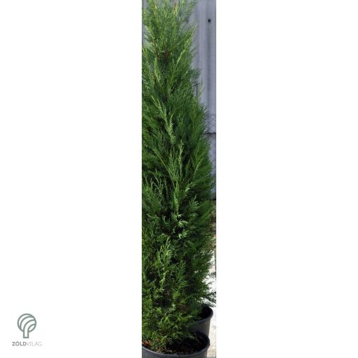 Pyramidalis oszlopos leyland ciprus konténerben