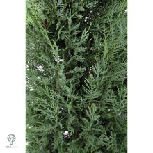 Pyramidalis oszlopos leyland ciprus konténerben