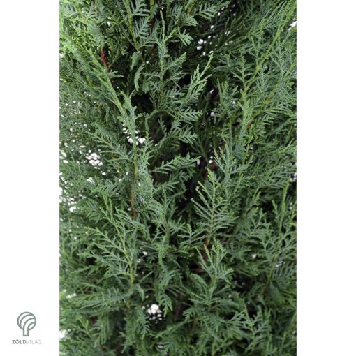 Pyramidalis oszlopos leyland ciprus konténerben