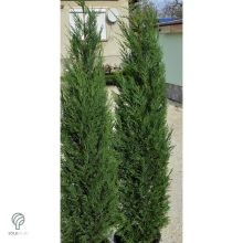 Pyramidalis oszlopos leyland ciprus konténerben