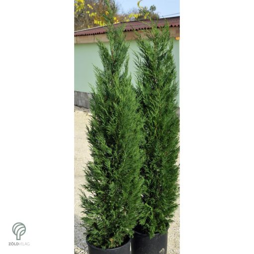 Pyramidalis oszlopos leyland ciprus konténerben