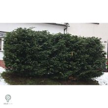 Időskori szoliter leyland ciprus