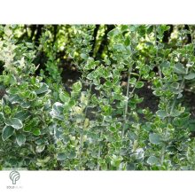 Ezüsttarka kúszó kecskerágó megjelenése