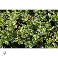 Ezüsttarka kúszó kecskerágó megjelenése