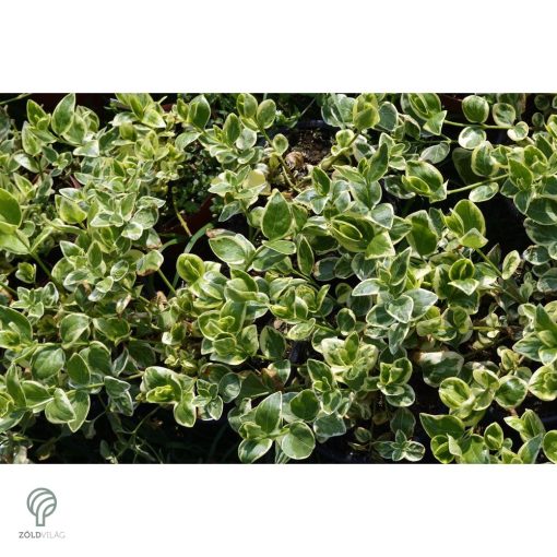 Ezüsttarka kúszó kecskerágó megjelenése