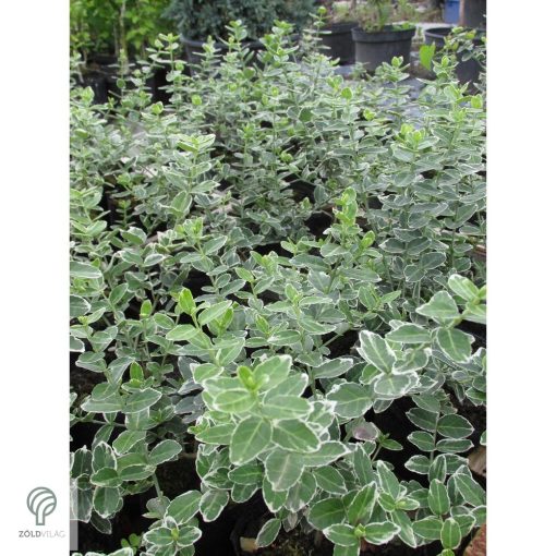 Ezüsttarka kúszó kecskerágó megjelenése