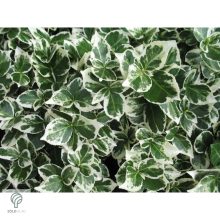 Ezüsttarka kúszó kecskerágó megjelenése