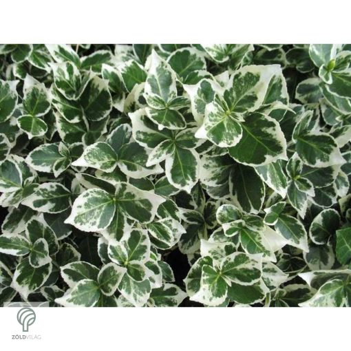 Ezüsttarka kúszó kecskerágó megjelenése