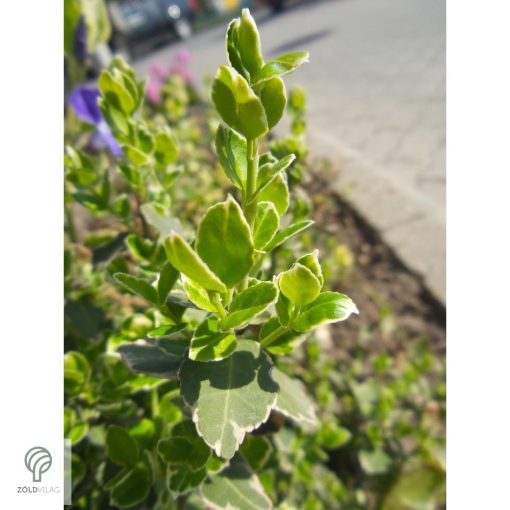 Ezüsttarka kúszó kecskerágó megjelenése