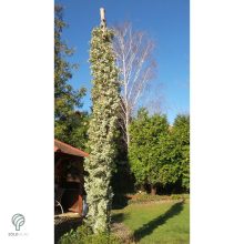 Ezüsttarka kúszó kecskerágó megjelenése