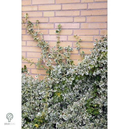 Ezüsttarka kúszó kecskerágó megjelenése