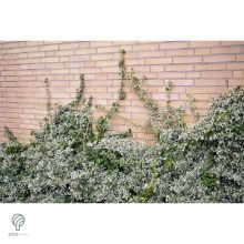 Ezüsttarka kúszó kecskerágó megjelenése