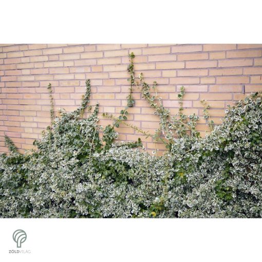 Ezüsttarka kúszó kecskerágó megjelenése