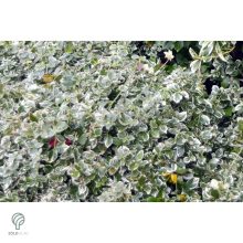 Ezüsttarka kúszó kecskerágó megjelenése