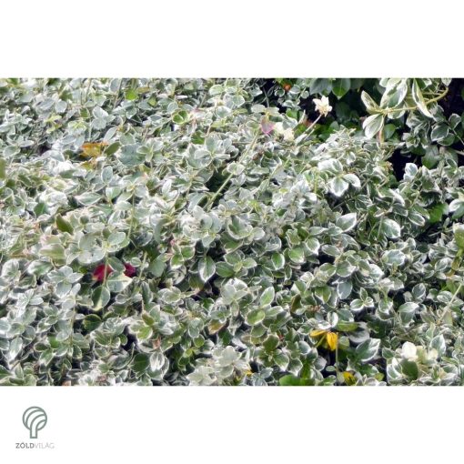 Ezüsttarka kúszó kecskerágó megjelenése