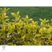 Aranytarka kúszó kecskerágó levelek