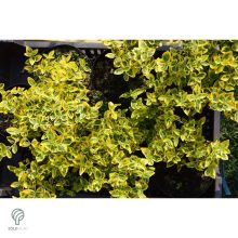 Aranytarka kúszó kecskerágó levelek