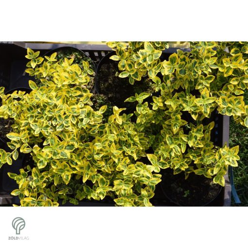 Aranytarka kúszó kecskerágó levelek