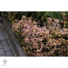 Aranytarka kúszó kecskerágó levelek