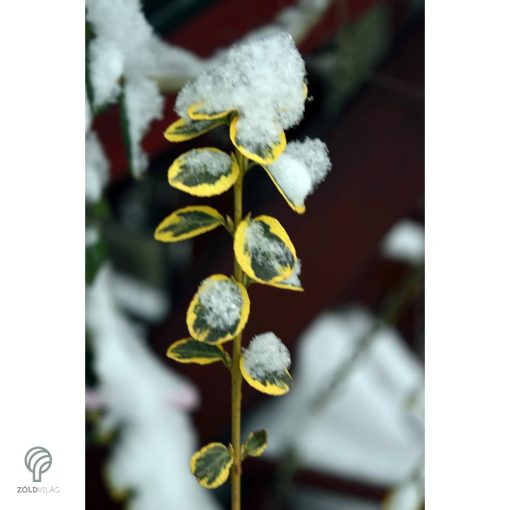 Aranytarka kúszó kecskerágó levelek