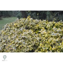 Aranytarka kúszó kecskerágó levelek