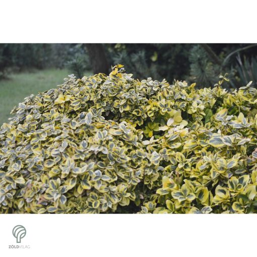 Aranytarka kúszó kecskerágó levelek