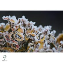 Aranytarka kúszó kecskerágó levelek