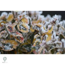 Aranytarka kúszó kecskerágó levelek