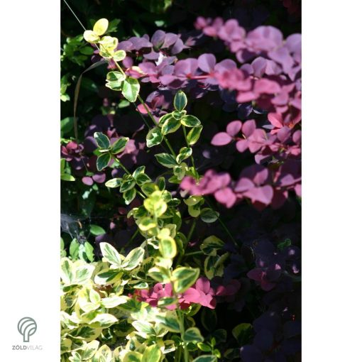 Aranytarka kúszó kecskerágó levelek