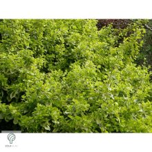 Aranytarka kúszó kecskerágó levelek