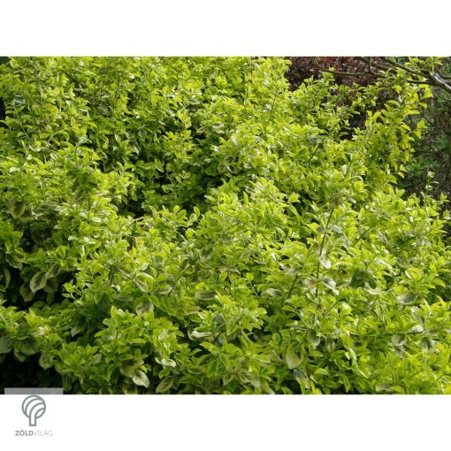 Aranytarka kúszó kecskerágó levelek