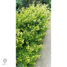 Aranytarka kúszó kecskerágó levelek