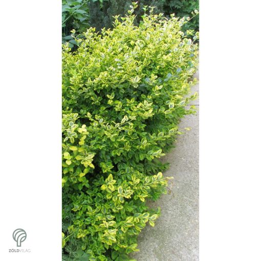 Aranytarka kúszó kecskerágó levelek