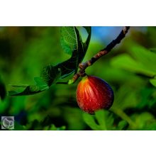 Füge / Ficus carica