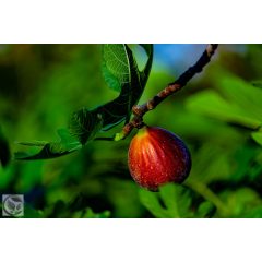 Füge / Ficus carica