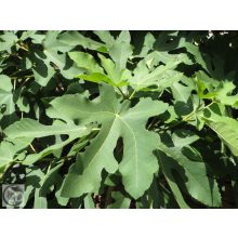 Füge / Ficus carica