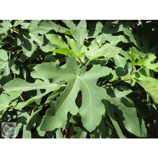 Füge / Ficus carica