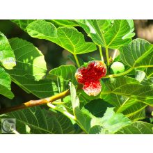 Füge / Ficus carica