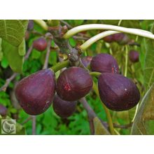 Füge / Ficus carica