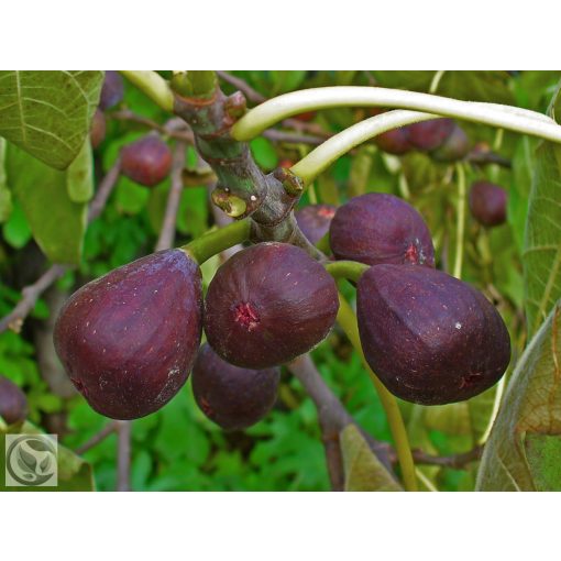 Füge / Ficus carica