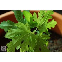 Füge / Ficus carica
