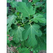 Füge / Ficus carica