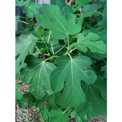 Füge / Ficus carica