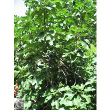 Füge / Ficus carica