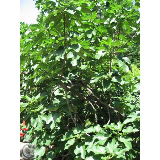 Füge / Ficus carica
