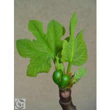 Füge / Ficus carica
