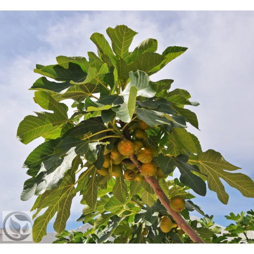 Füge / Ficus carica