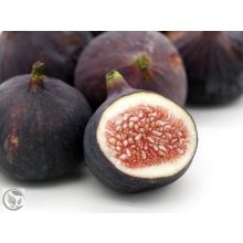 Füge / Ficus carica