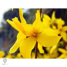 Beatrix Farrand kerti aranycserje / Forsythia x intermedia 'Beatrix Farrand'